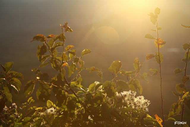 album/045 Onnipotente Luce.jpg